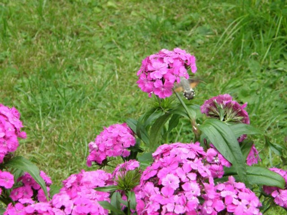 Insekten in unserem Garten 2