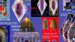 JJERUSALEM'S  CUBE 8 STRUCTURE OF THE GIZA PYRAMID 51 SQUARED AFRICAN SPHINX