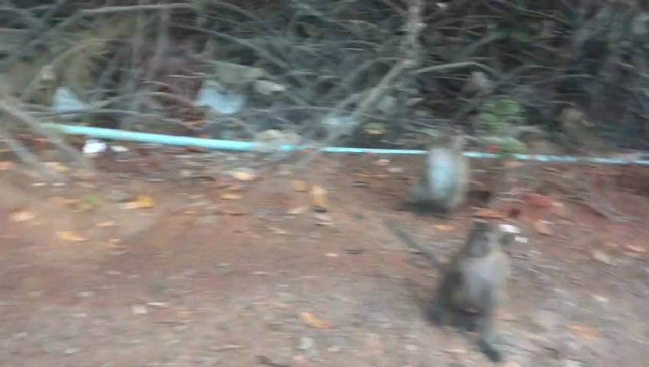 singes avec Erine