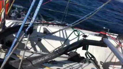 Avec les dauphins en baie de DZ