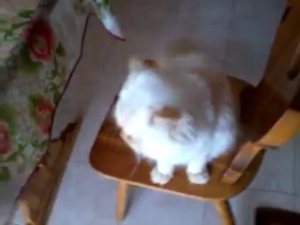 Presento il mio Gatto - I present my cat - Yo presento mi gato