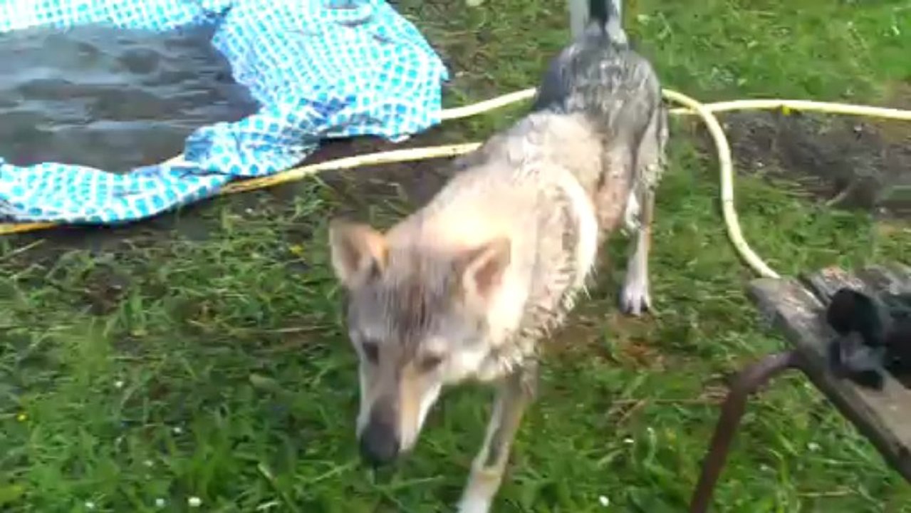 Honi et Hayden les ptits fous