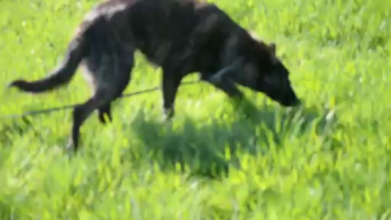 ajka entrainement pistage RCI