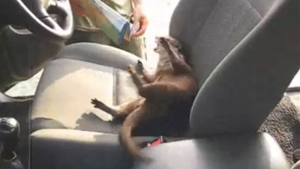 Une loutre rentre dans une voiture et refuse d'en partir
