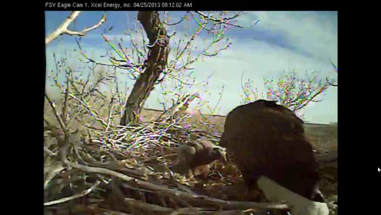FSV Eagles April 25, 2013 Even Survivor Is Working