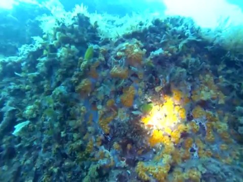 plongée 1 à Fréjus