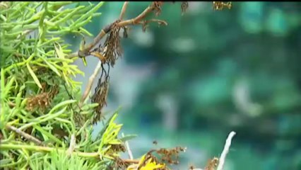 Espai Terra - dimecres 24 d'abril