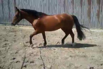 video-2013-04-25-15-38-33