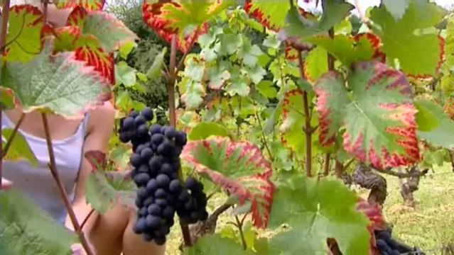 Les Climats de Bourgogne: Bruno CLAVELIER à VOSNE-ROMANEE (21)