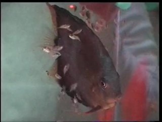 Daha koyu kırmızıya doğru(discus)