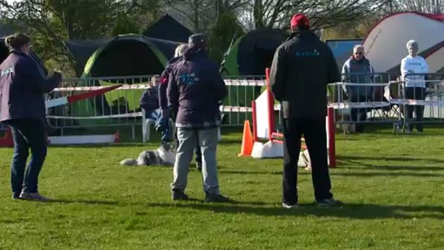 Floyd in the Wind Agility Jumping Offranville 2013