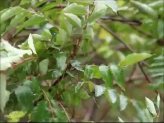 Karmate - Kız Horonu