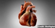 'Gut Bugs' Could Cause Heart Disease
