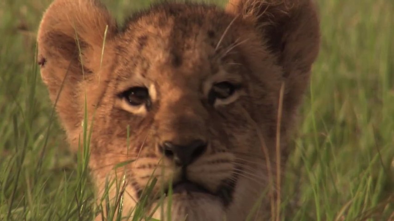 Allarme Leone: può sparire tra 10 o 20 anni