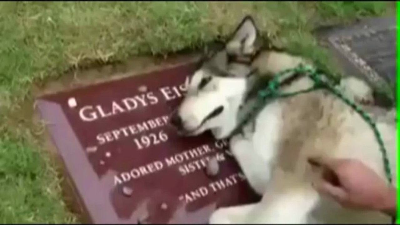 Un cane piange sulla tomba della padrona, il video commuove il web