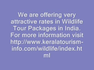Make Your Kerala Wildlife Tour Packages Memorable