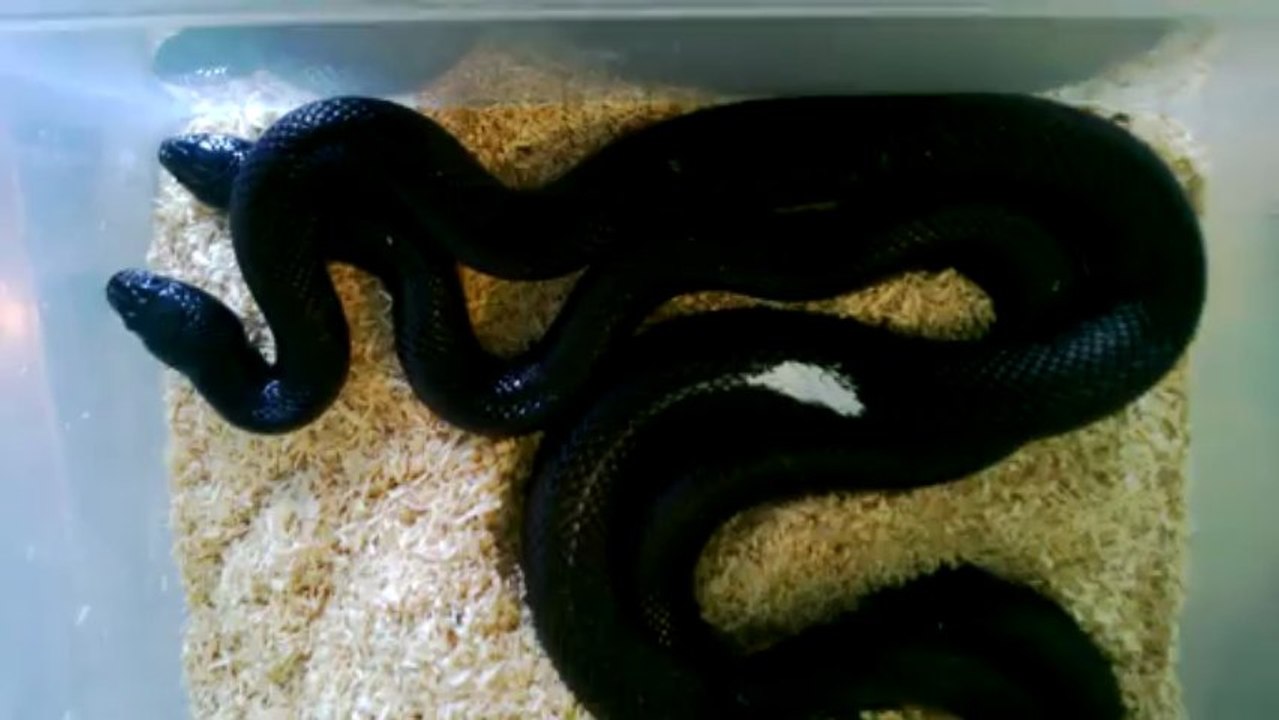 Lampropeltis getulus nigritus accouplement