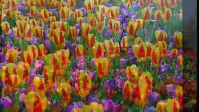 Discover Holland - Keukenhof Gardens Lisse Holland music André Rieu and The Johann Strauss Orchestra.