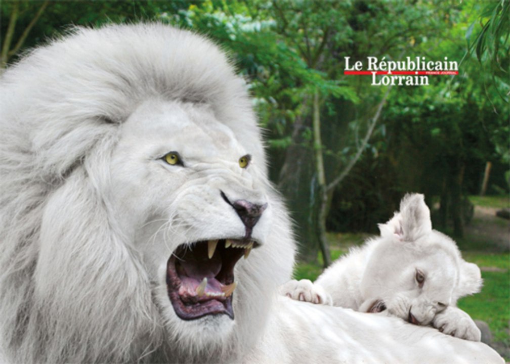 Lions blancs et mini-ferme au zoo d'Amnéville : la diversité du monde animal
