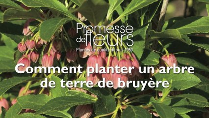 Comment planter un arbre  de terre de bruyère