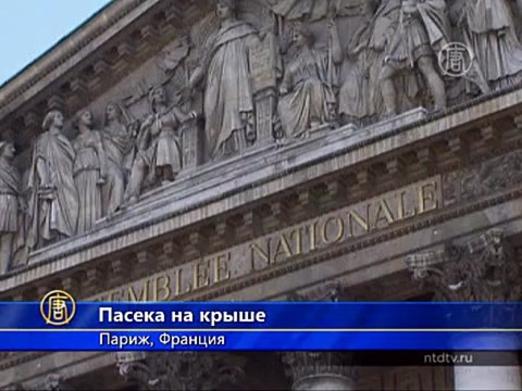 Парламент Франции завёл пасеку на крыше