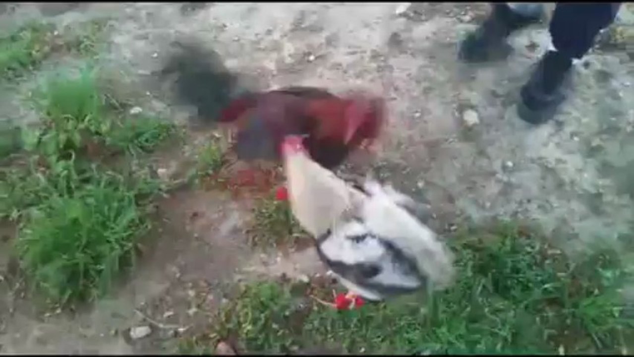 topa de roubio