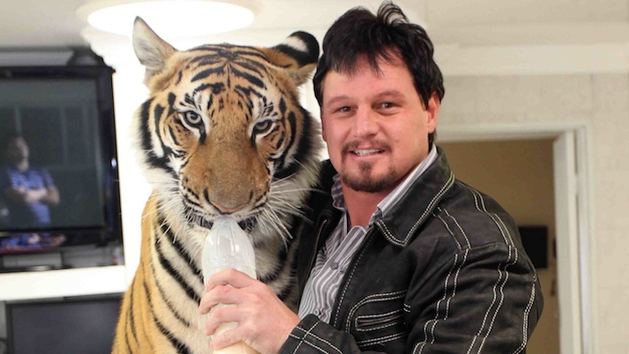 My Pet Tiger