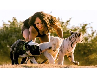 Lion, Tiger & Bulldog Buddies