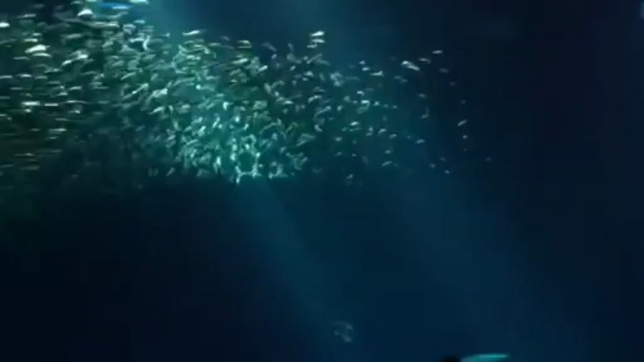 aQUARIUM