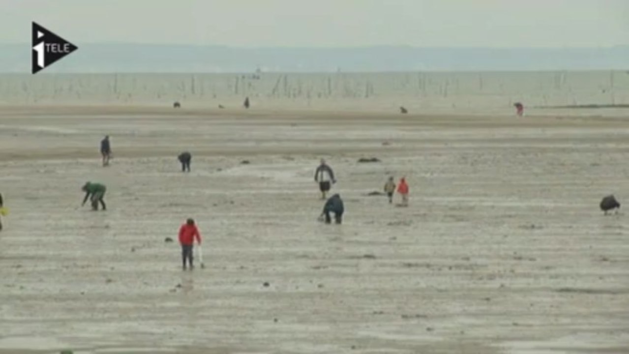 A la pêche à la palourde