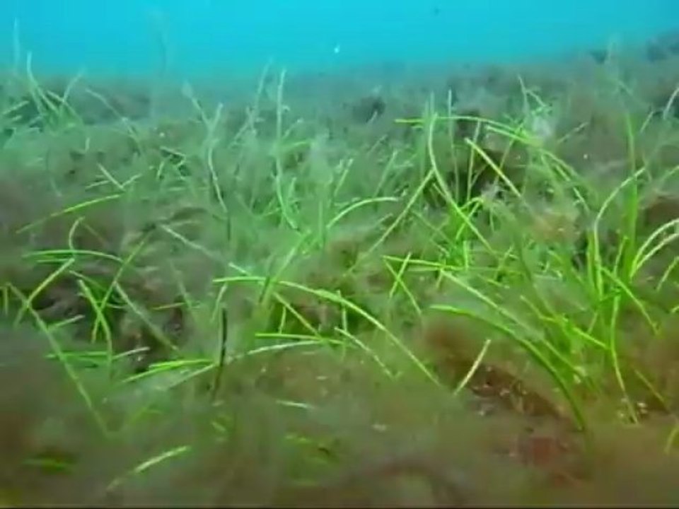 Prolifération cyanobactérie pollution Anses d'Arlets Martinique