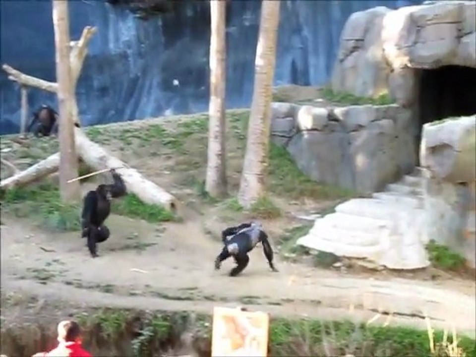 Chimpanzé utilise un bâton pour frapper
