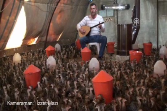 Huysuz hindilere günde bir saat bağlama