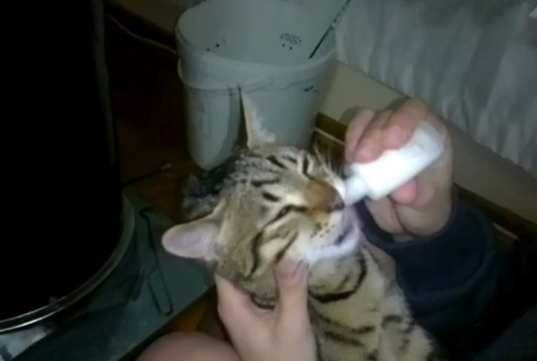 kedimizin biberonla süt içişi