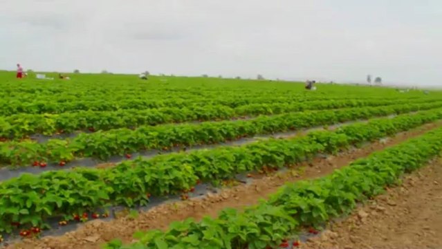 Сельхозпроизводство на юге Украины часть 1