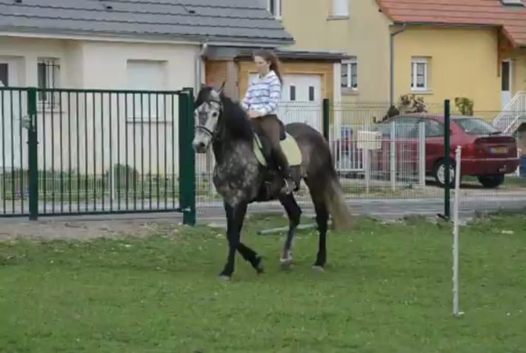 Galop à juste gauche bien drôle