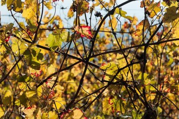 Produttori Moscato d'Asti Associati