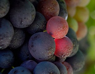 Mezzacorona - L'eleganza dei vini Trentini