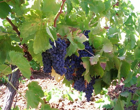 Maria Francesca Guanà - Azienda Agricola