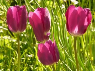 Muhteşem Bir İlahi Derdimin Dermanı