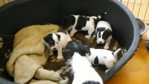 Chiots Jack Russell Terrier 26 jours