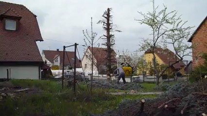 La chute du sapin bleu