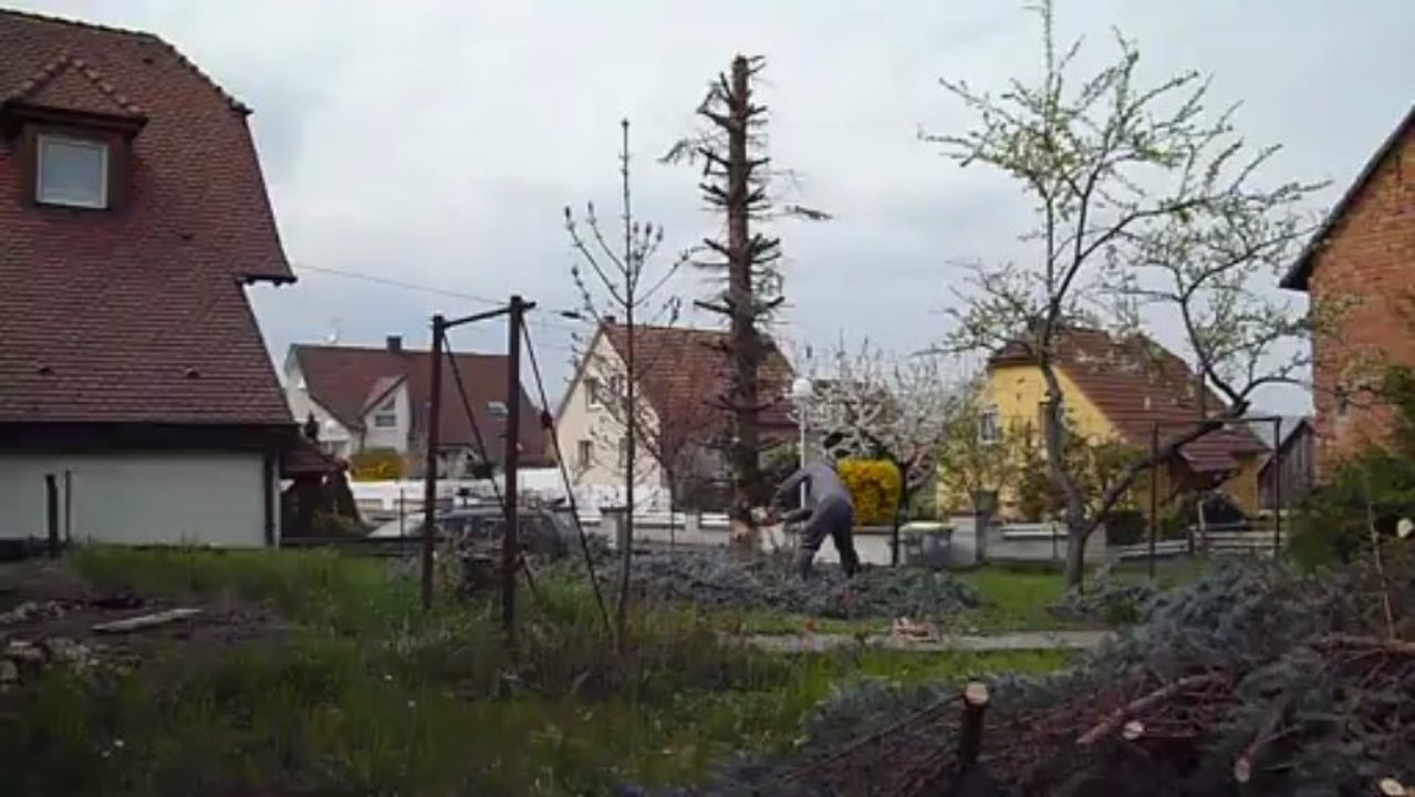 La chute du sapin bleu