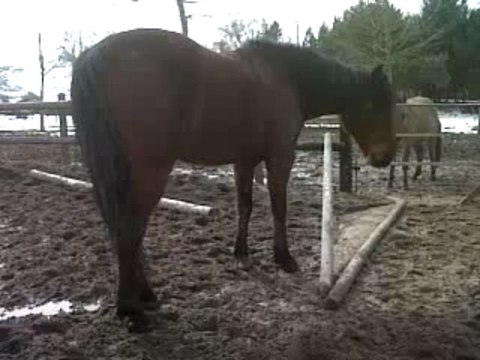 ecurie du val chevaux