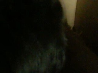 hubert rencontre les chiens