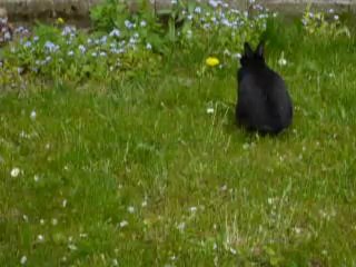 Vadrouille le lapin au jardin