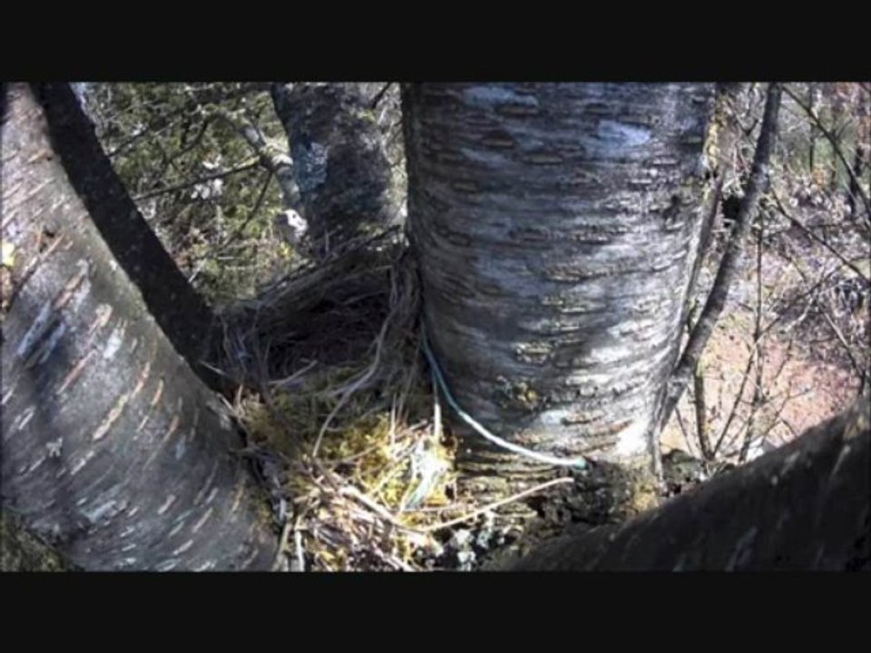 nid de grive musicienne