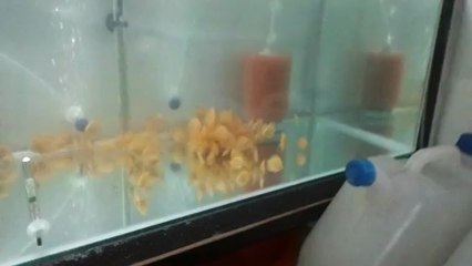 Albino sun merah yavrularım