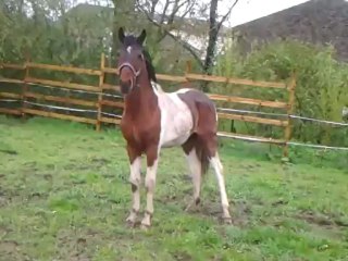 chaman joue avec les chiennes