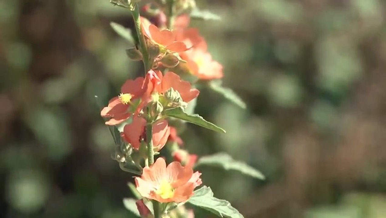 "Pasture Walk"  - English